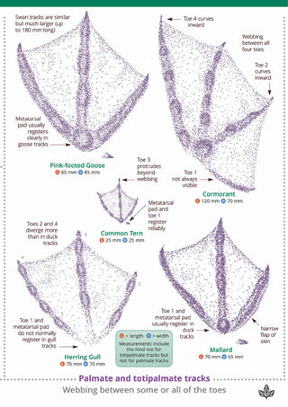 FSC British Bird Tracks & Signs