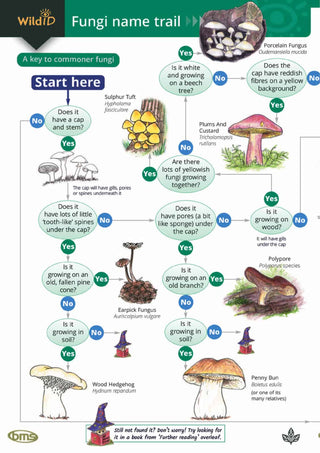 FSC Fungi Name Trail