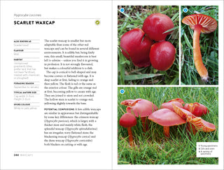 Wild Food UK Mushroom Foraging Guide