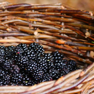 Autumn Foraging Course