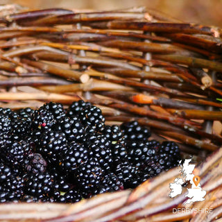 The Woodland Ways Autumn Foraging Course, Derbyshire