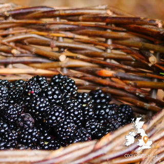 The Woodland Ways Autumn Foraging Course, Oxfordshire