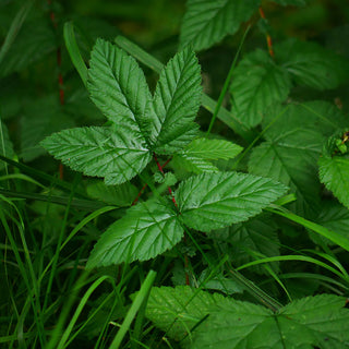 Hedgerow Medicine and Medicinal Wild Plants Course