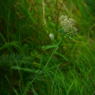 Hedgerow Medicine and Medicinal Wild Plants Course