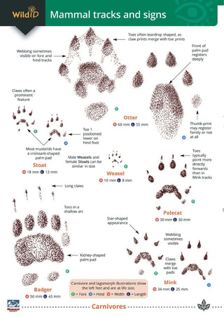 FSC - Mammals Tracks & Signs