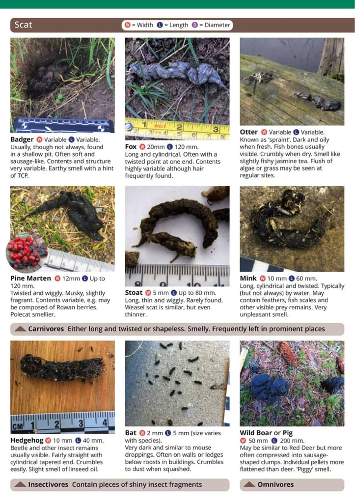 FSC - Mammals Tracks & Signs – woodlandways