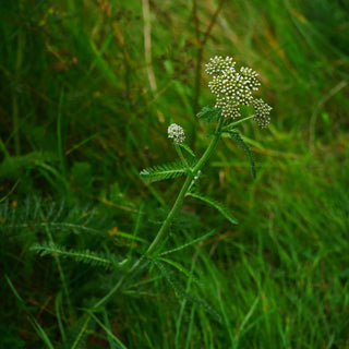 Plant and Tree Identification 6 Weekend Immersion Course