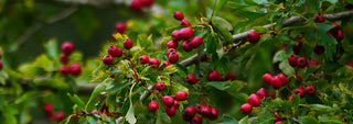 Plant and Tree Identification 6 Weekend Immersion Course