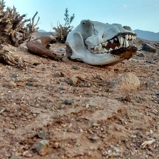 Skull found in the Sahara Desert