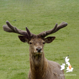 The Woodland Ways A Tracker's Odyssey: Bridging Wildlife and Human Sign Course