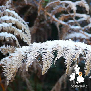 The Woodland Ways Winter Survival Skills Weekend - Derbyshire