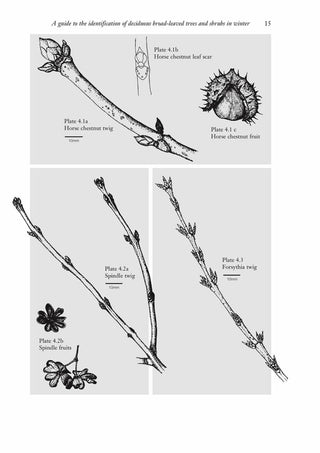 FSC - Broad Leaved Trees & Shrubs in Winter