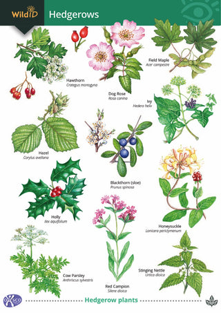 FSC Fold-Out Guide to British Hedgerows