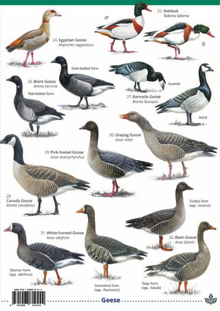 FSC - Ducks, Geese and Swans