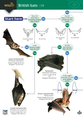 FSC - Bats Identification Guide