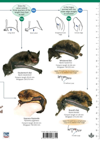 FSC - Bats Identification Guide