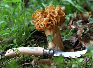 Opinel Mushroom Picking Knife No.8